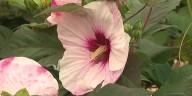 In the Garden: Flowers to add pops of color to your garden