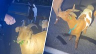 Pelham, NH police joke about goats disrupting traffic