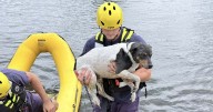 Noblesville and Westfield Fire rescue dog swimming in pond