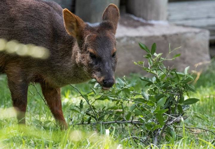 Tiny deer in big trouble as Chile’s pudus face growing peril