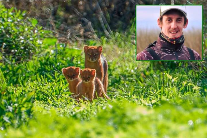 Fotógrafo contó que se emocionó al retratar a un yaguarundí con crías en Paraná y mostró un video