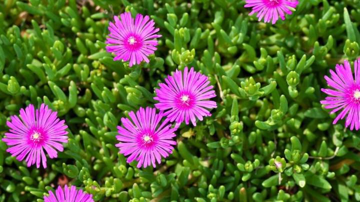 Cómo hago para que mi rayito de sol se llene de flores esta primavera