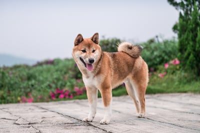 The First Dogecoin ETF Is Here. Here's 1 Thing Investors Need to Know.