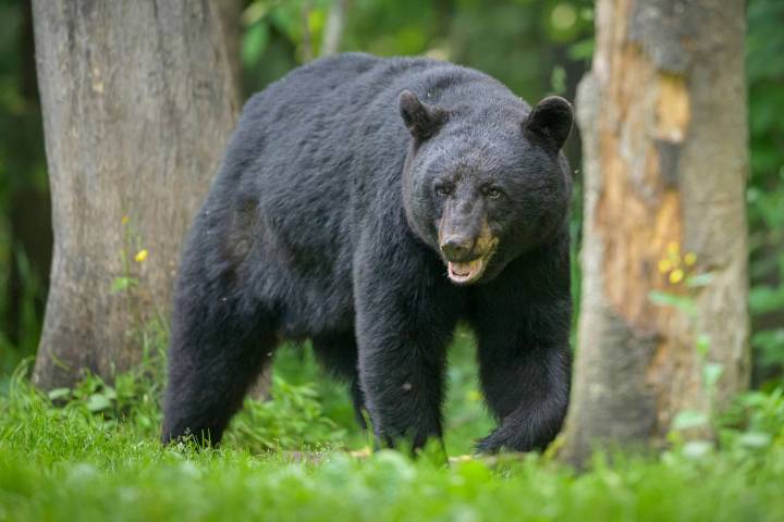 Dad Attacked by Bear in Front of Son Won’t Survive Injuries: Family