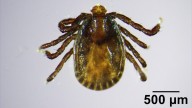 Invasive, disease-carrying tick found in Maine
