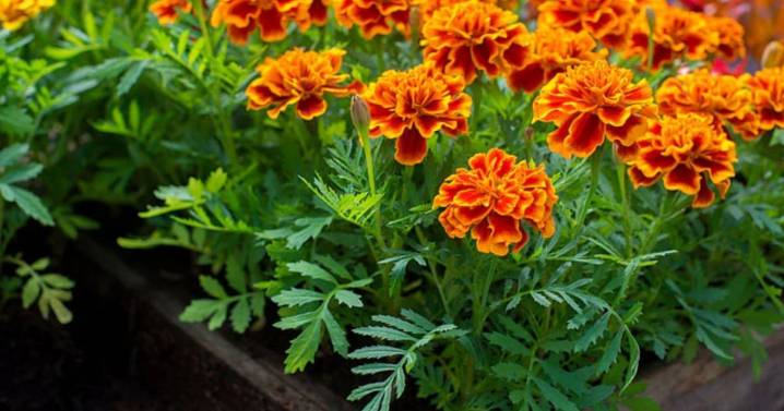 Las tres flores ideales para sembrar en septiembre en maceta y llenar de color tu casa en verano
