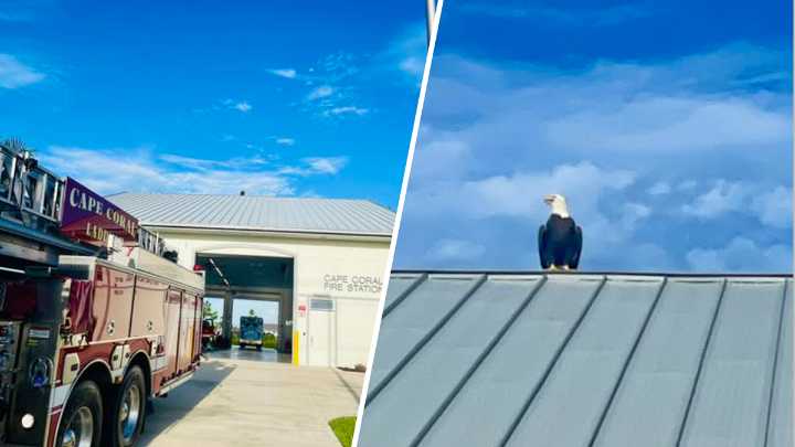 Bald eagle lands on Florida fire station during 9/11 remembrance ceremony