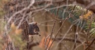'Very mean squirrel' seeking food has sent at least 2 people to the ER in a California city