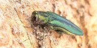 ODF: Emerald ash borer found in new sites in NW Oregon