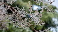 How To Protect The Crepe Myrtle Tree In Your Yard So It Survives The Winter