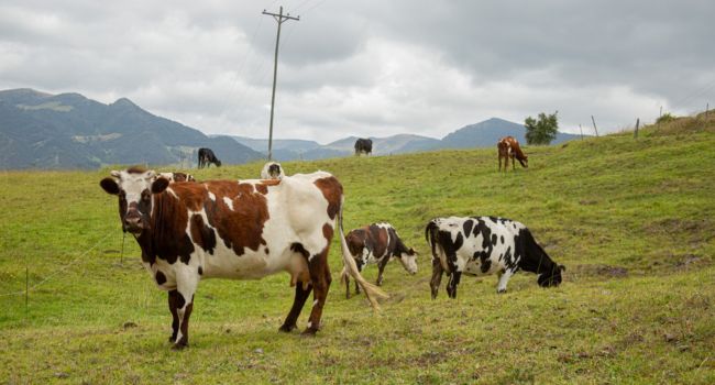 Llamado a ganaderos de Cundinamarca: podrán participar en convocatoria para mejorar sus ganancias