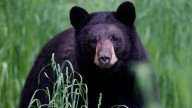 Arkansas man, 72, mauled by bear in first known attack in state in decades