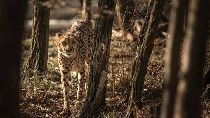 Cleveland Metroparks Zoo cheetah Chimba dies at 15