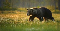 Hiker Released from Hospital Following Yellowstone Grizzly Attack