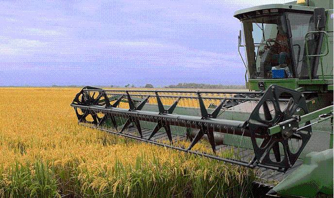 Preocupación entre los productores entrerrianos: El trigo, arroz y sorgo cerraron la campaña 24/25 con pérdidas