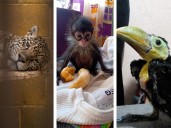 Tráfico ilegal de especies en Face e Insta: Profepa y META van por criminales