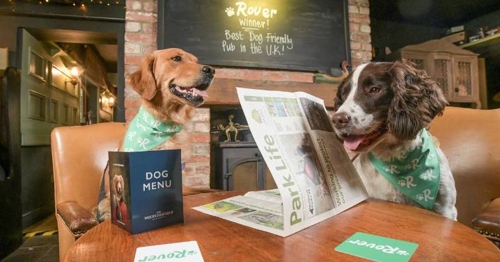 Pub that offers toys and treats to pups named most dog