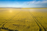 Poll says Canadians want Chinese EV tariffs dropped to reduce levies on Canadian canola