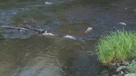 Ischua Creek continues to see large amounts of dead fish and other wildlife after discharge from Great Lakes Cheese facility