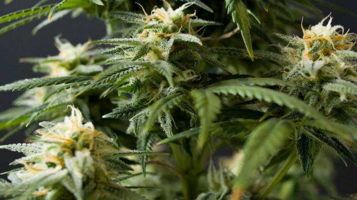 Cannabis Might Be Messing With Female Fertility