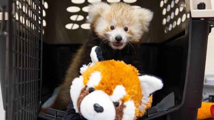 Buffalo Zoo welcomes newborn red panda cub with public debut