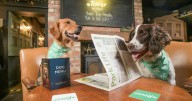 Pub that offers toys and treats to pups named most dog