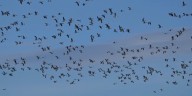 Birds migrating south face unexpected threat