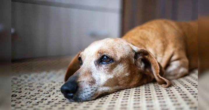 ¿Licencia por la muerte de tu mascota? Congreso propone proyecto que daría hasta tres días de ausencia