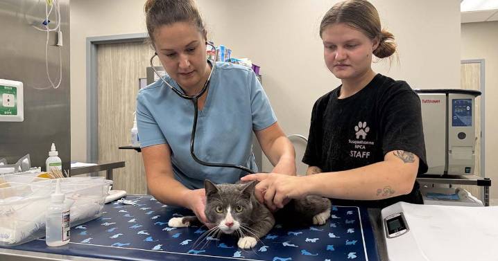 Susquehanna SPCA takes in more than 40 cats in need of medical care