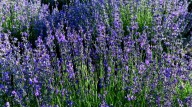 The Lavender Pruning Tip That Helps Your Plant Survive The Long Winter