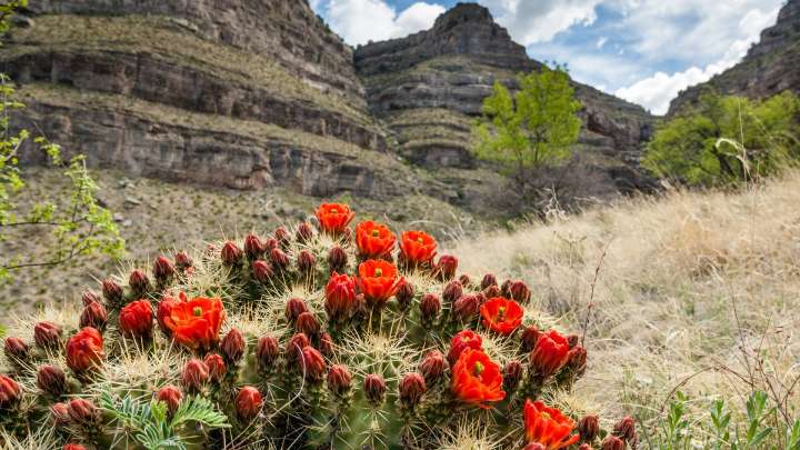 Entrada gratis a parques estatales de Nuevo México: Te explicamos