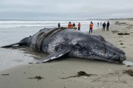 Casi un centenar de ballenas grises muertas en BCS, durante temporada 2024