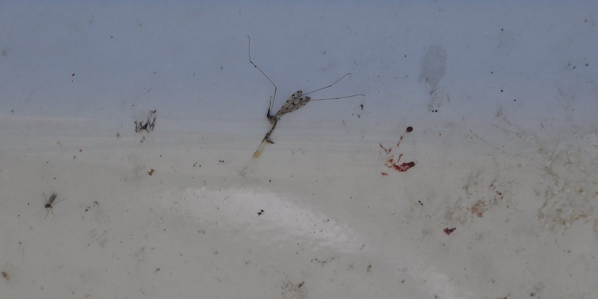AAA Bluegrass shares tips for getting bug splats off your car