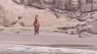 Un caballo salvaje aparece en la playa virgen de Güi-Güi (Gran Canaria) y deja a todos sin palabras