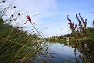 ‘You get to fly’: Why Dutch athletes pole vault over canals