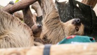 Adorable newborn ‘Beanie’s Baby’ sloth to make its debut at a Pa. zoo