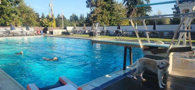 West Seattle Blog… | Canine swim time! Dog Days of Summer arrive at Arbor Heights Swim and Tennis Club