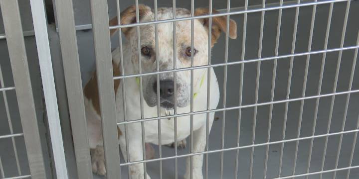 ‘Doing everything we can to not mass euthanize’ | Morristown Hamblen Humane Society asks for help after receiving over 180 animals taken from home