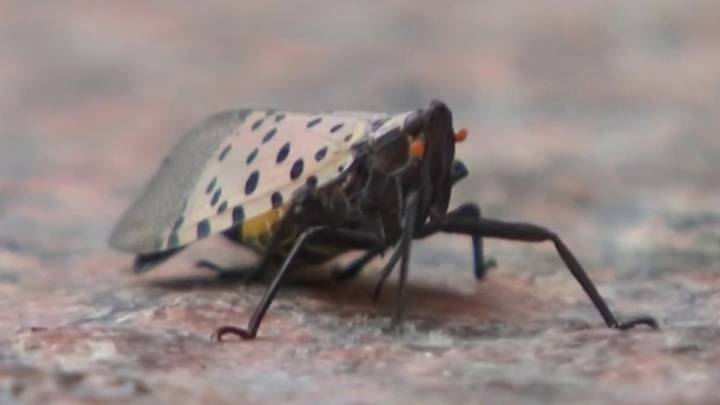Invasive spotted lanternfly remains on the rise in Connecticut