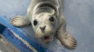 S'mores The Seal Pup Is First Rescue Of 2025/26 Season