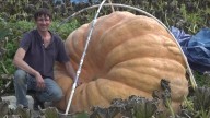 Maine man weighing up his massive pumpkins