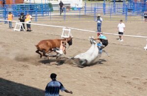 Two wrecks rock Indian Relay Races at Eastern Idaho State Fair, viral videos capture the chaos