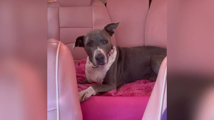 Pup Struggling With Serious Illness Spent 791 Days In Hawaii Rescue And Then Everything Changed One Day