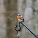 Birding: Birds with a slower pace live longer