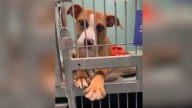 New York Shelter Pup Figures Out The Sweetest Way To Capture Attention And Win Hearts