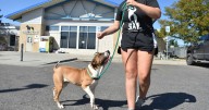 Meth burn by FBI smokes out Montana animal shelter