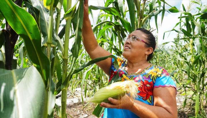Impulsan Ssa y UAM convenio para fortalecer la soberanía alimentaria en México