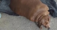 World's 'fattest dachshund' put on strict diet after owner gives her up