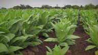 El Gobierno provincial asistió a 109 productores tabacaleros con más de $500 millones