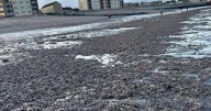 Thousands of dead starfish wash up on popular Scots beach as locals left stunned
